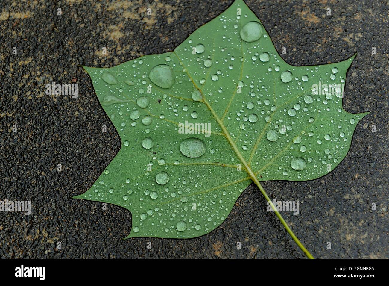 Maple leaf on pathway hi-res stock photography and images - Alamy