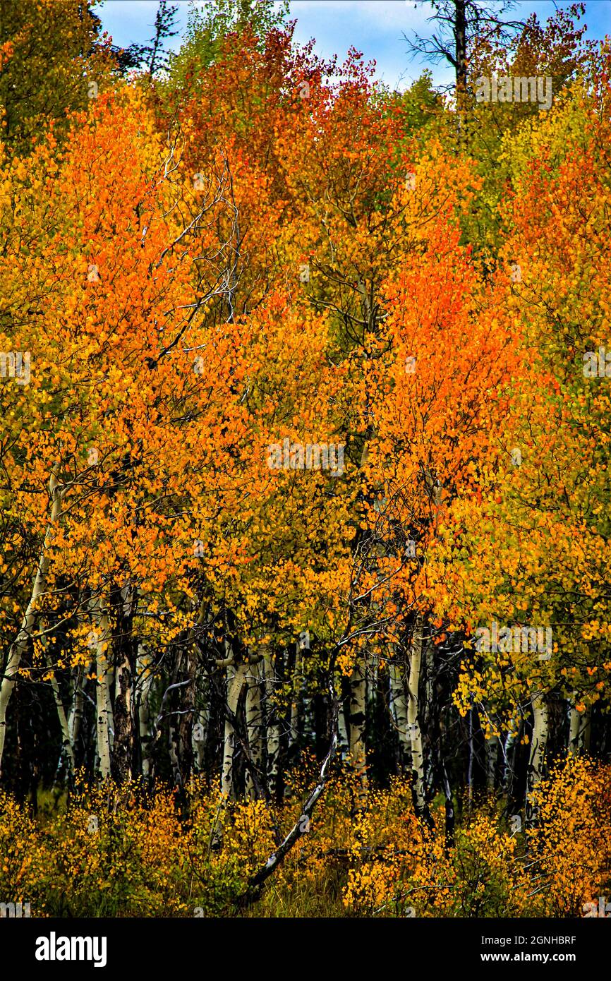 Aspen grove in rocky mountains with fall foliage Stock Photo Alamy