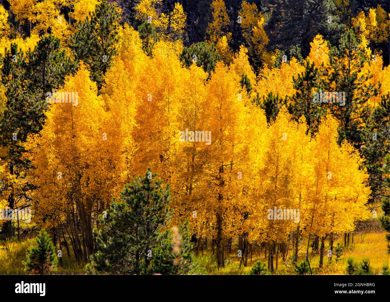 Golden aspens in Alpine valley with evergreens in autumn Stock Photo