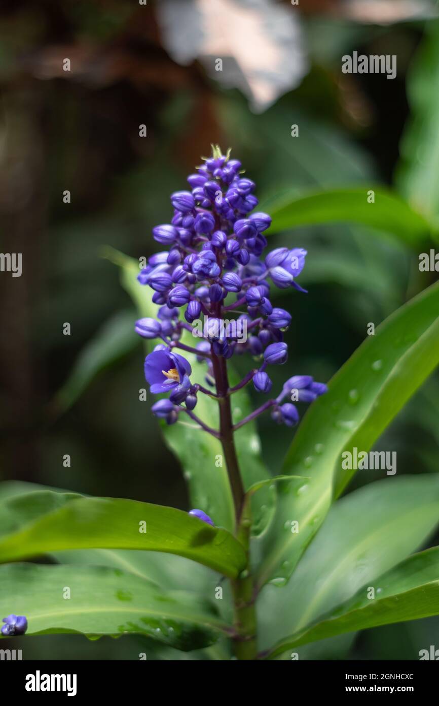 A vertical shot of Dichorisandra thyrsiflora blooming in a garden with a blurry background Stock Photo