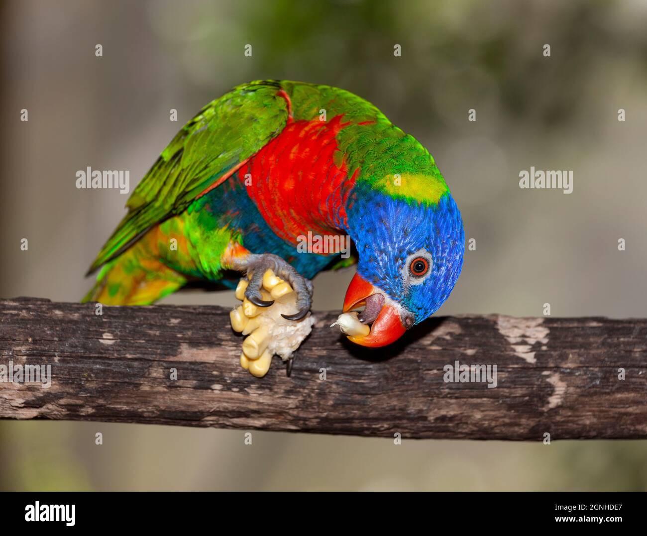 Image result for The rainbow lorikeet is a species of parrot found in Australia. It is ...