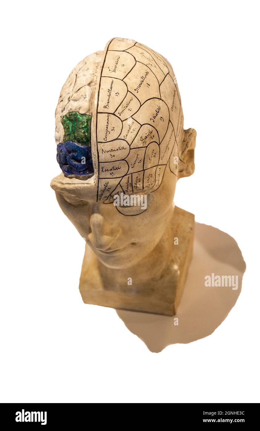 Plaster model of exposed brain. Phrenology is a pseudoscience which involves the measurement of bumps on the skull to predict mental traits. Developed Stock Photo