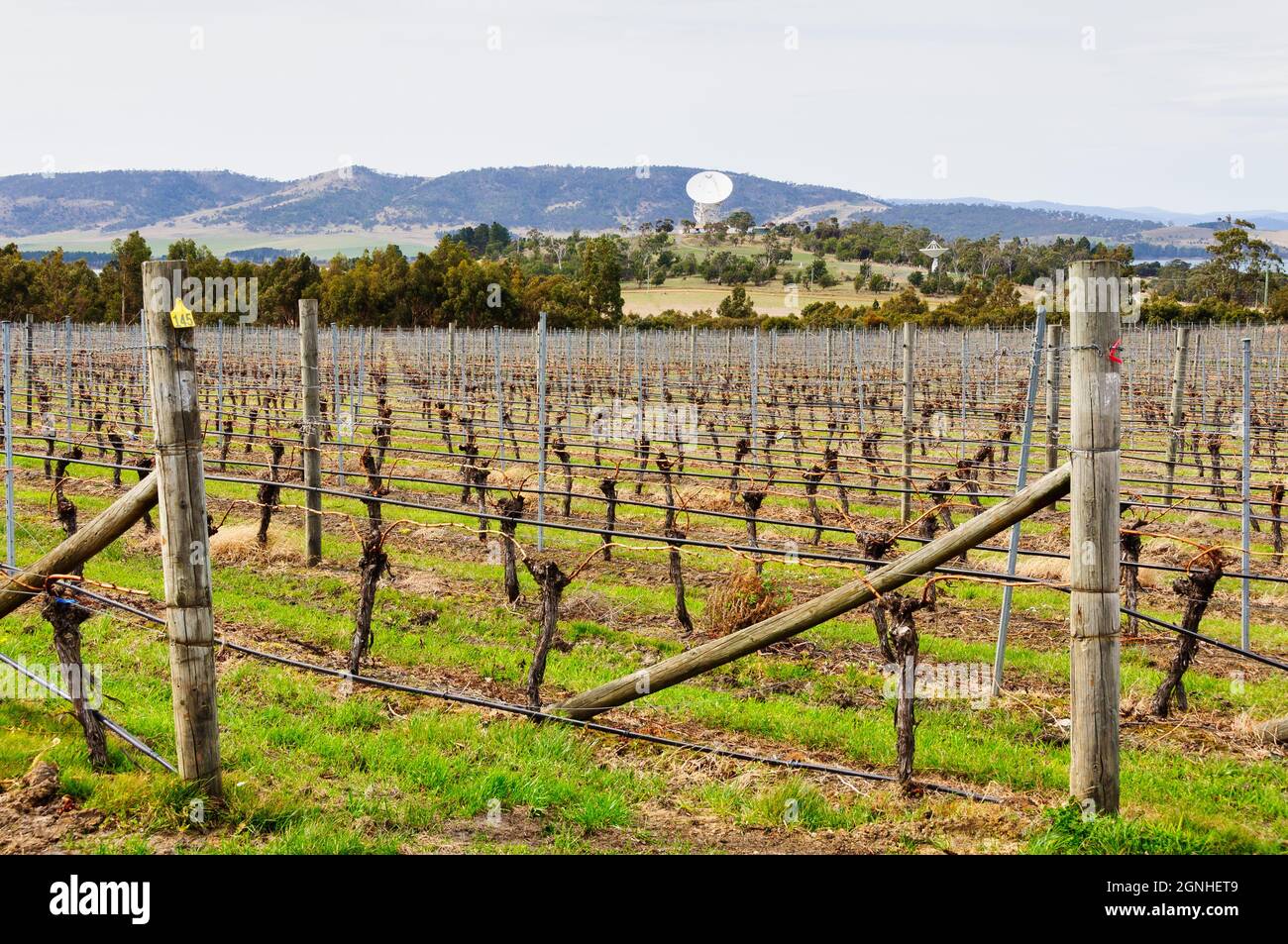 Grapevines at Frogmore Creek Winery with the Mount Pleasant Radio Observatory in the background