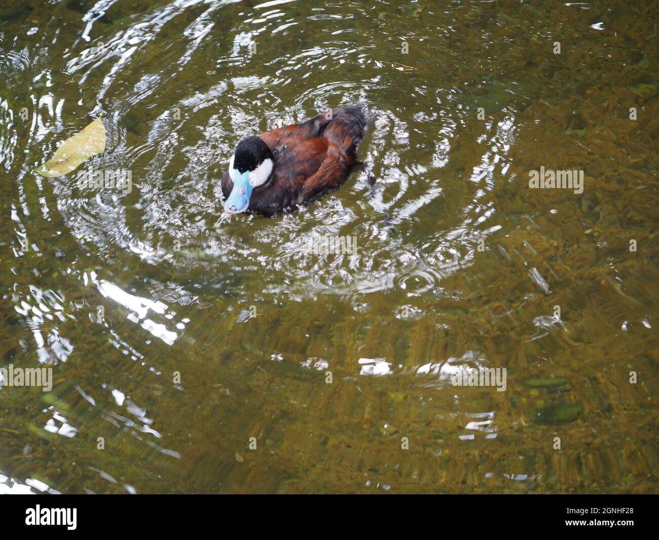 DUCK WITH WATER RIPPLE PATTERN Stock Photo