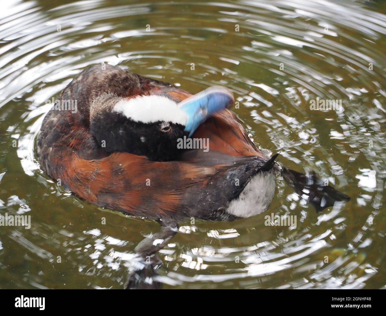 DUCK WITH WATER RIPPLE PATTERN Stock Photo