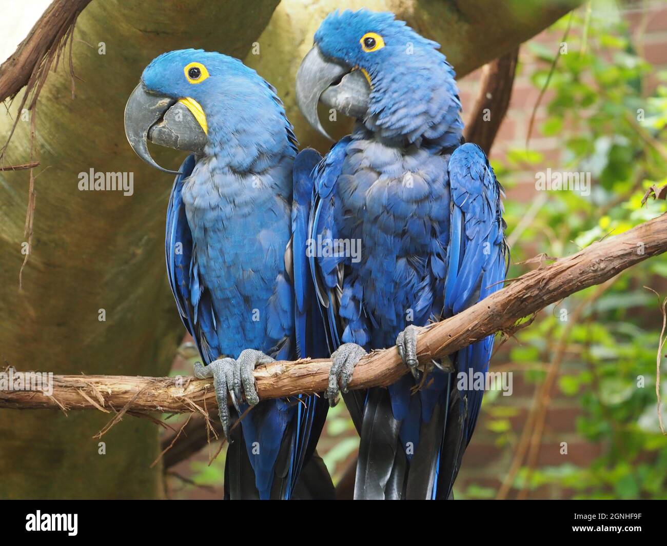 Image showcasing National Aviary - Pair of Blue Macaws Shoulder to Shoulder Stock Photo ...