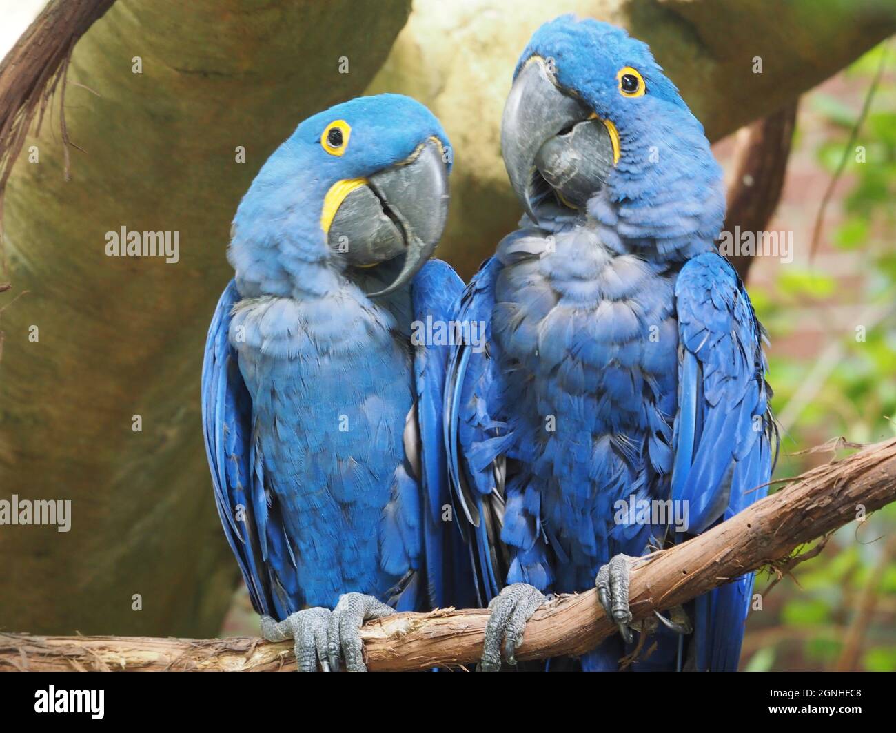 Picture of National Aviary - Pair of Blue Macaws Shoulder to Shoulder Stock Photo ...