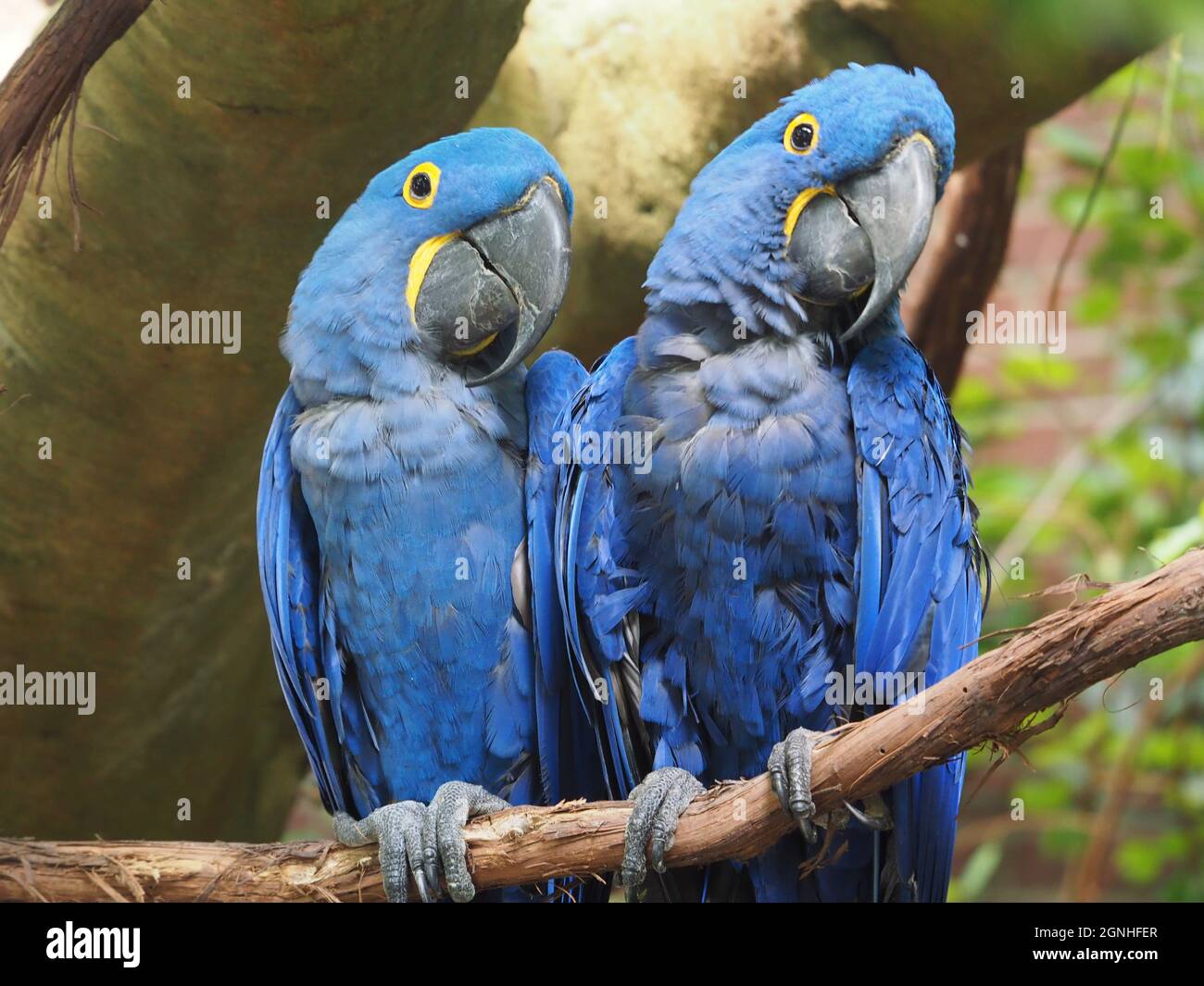 National Aviary - Pair of Blue Macaws Shoulder to Shoulder Stock Photo ...