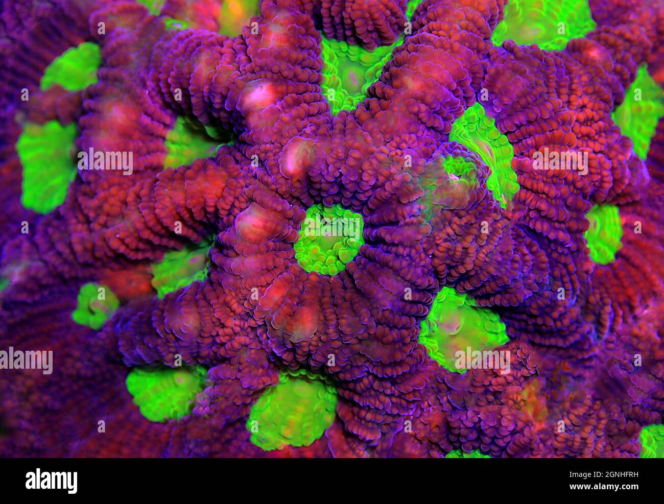 Tricolor Goniastrea LPS Coral - (Goniastrea sp.) Stock Photo