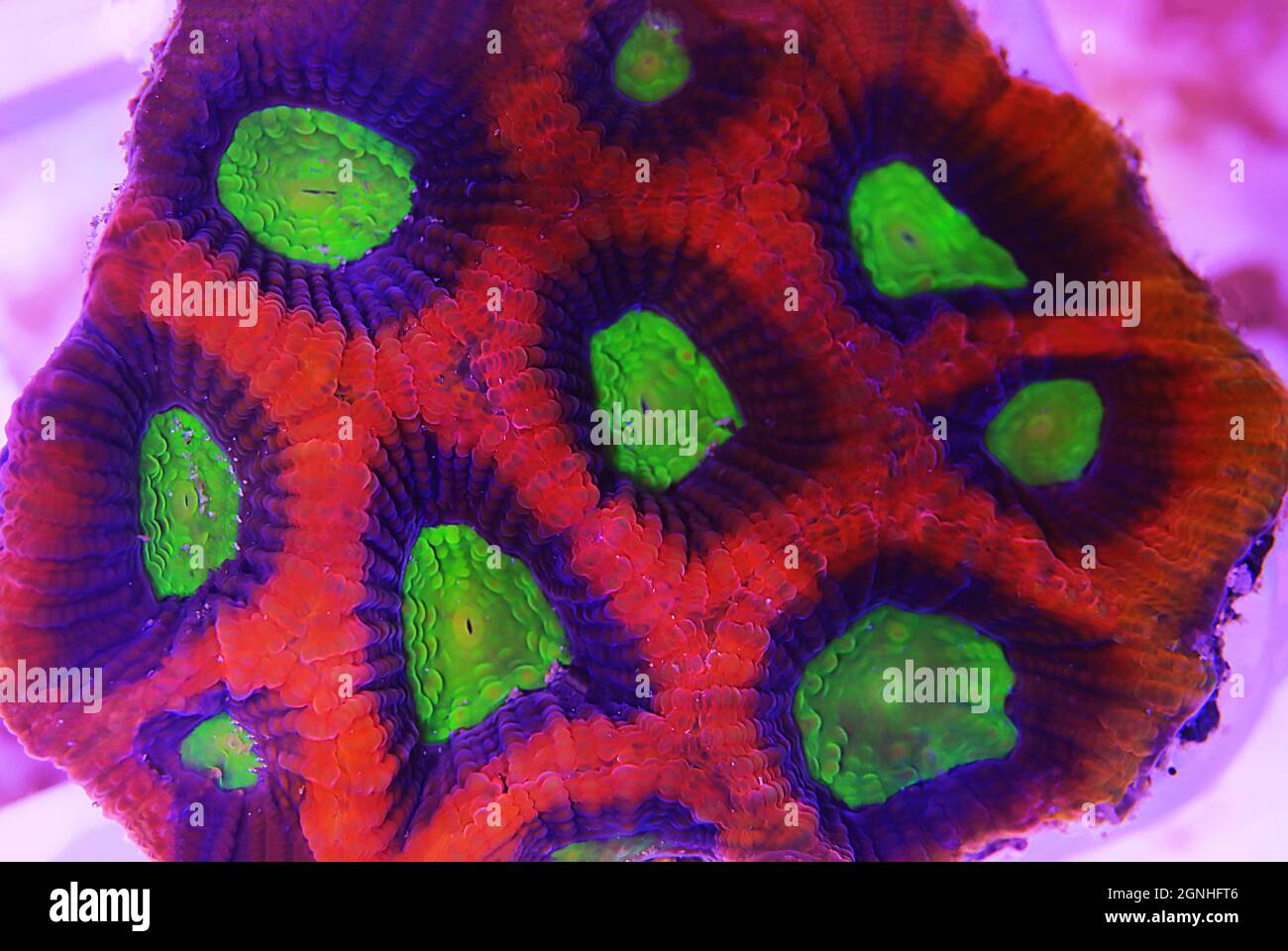 Tricolor Goniastrea LPS Coral - (Goniastrea sp.) Stock Photo