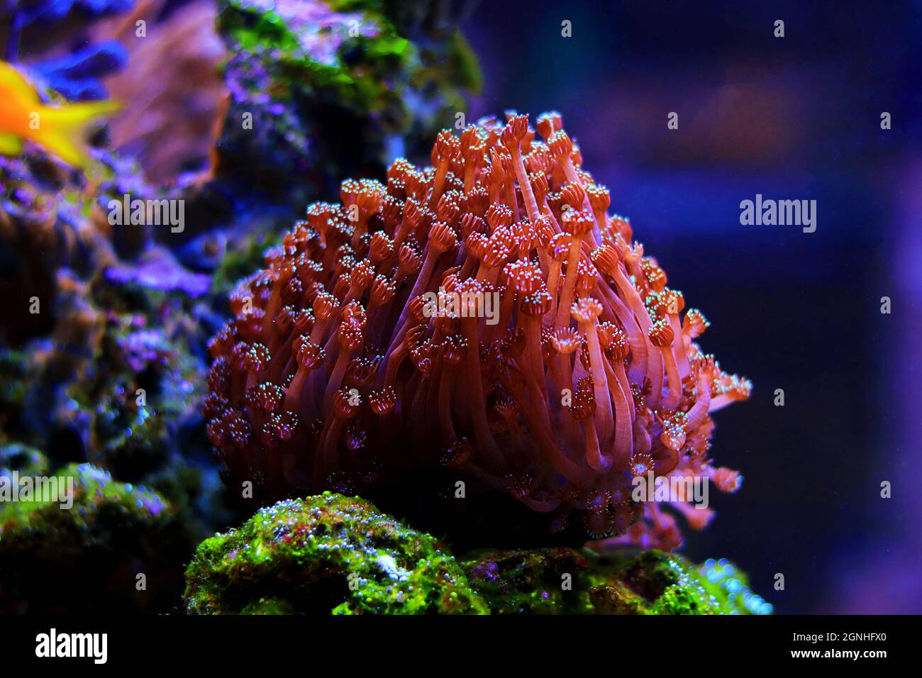 Goniopora - the Flower Pot LPS coral Stock Photo