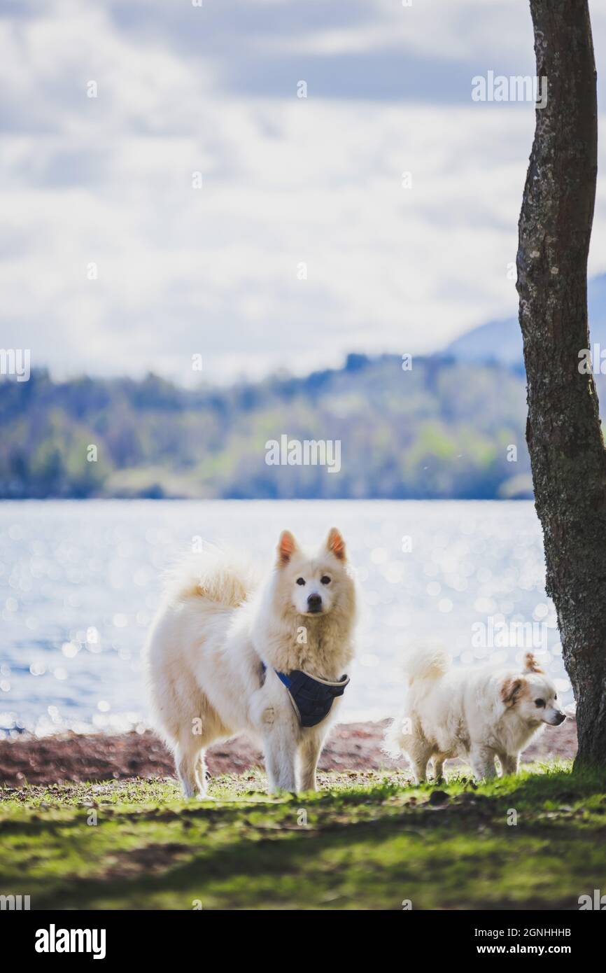 Two white dogs playing in a lake beach. Samoyed dog Stock Photo