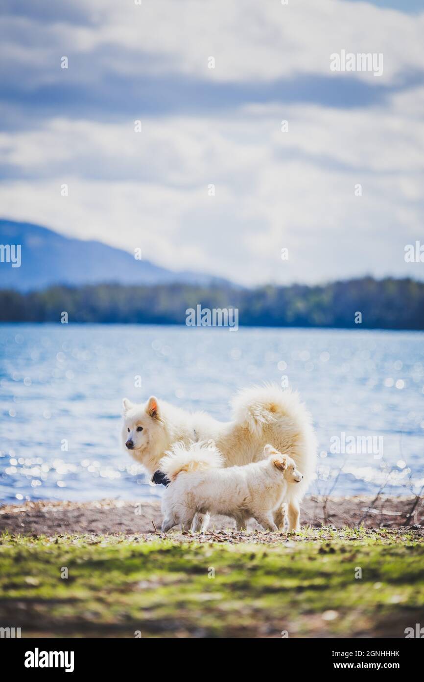 Two white dogs playing in a lake beach. Samoyed dog Stock Photo