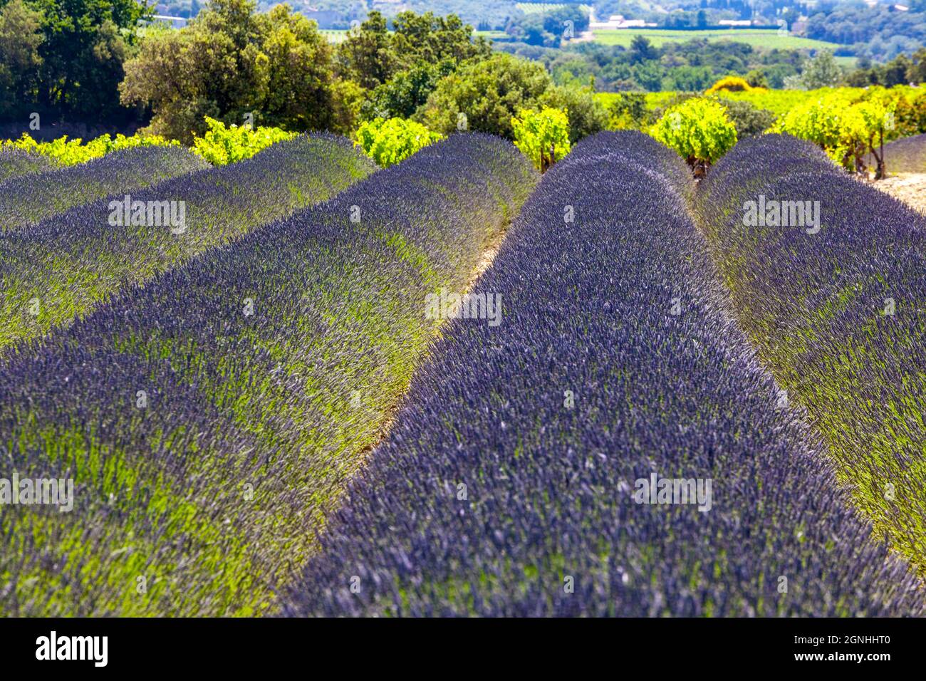 Lavender fields in provence france Stock Photo