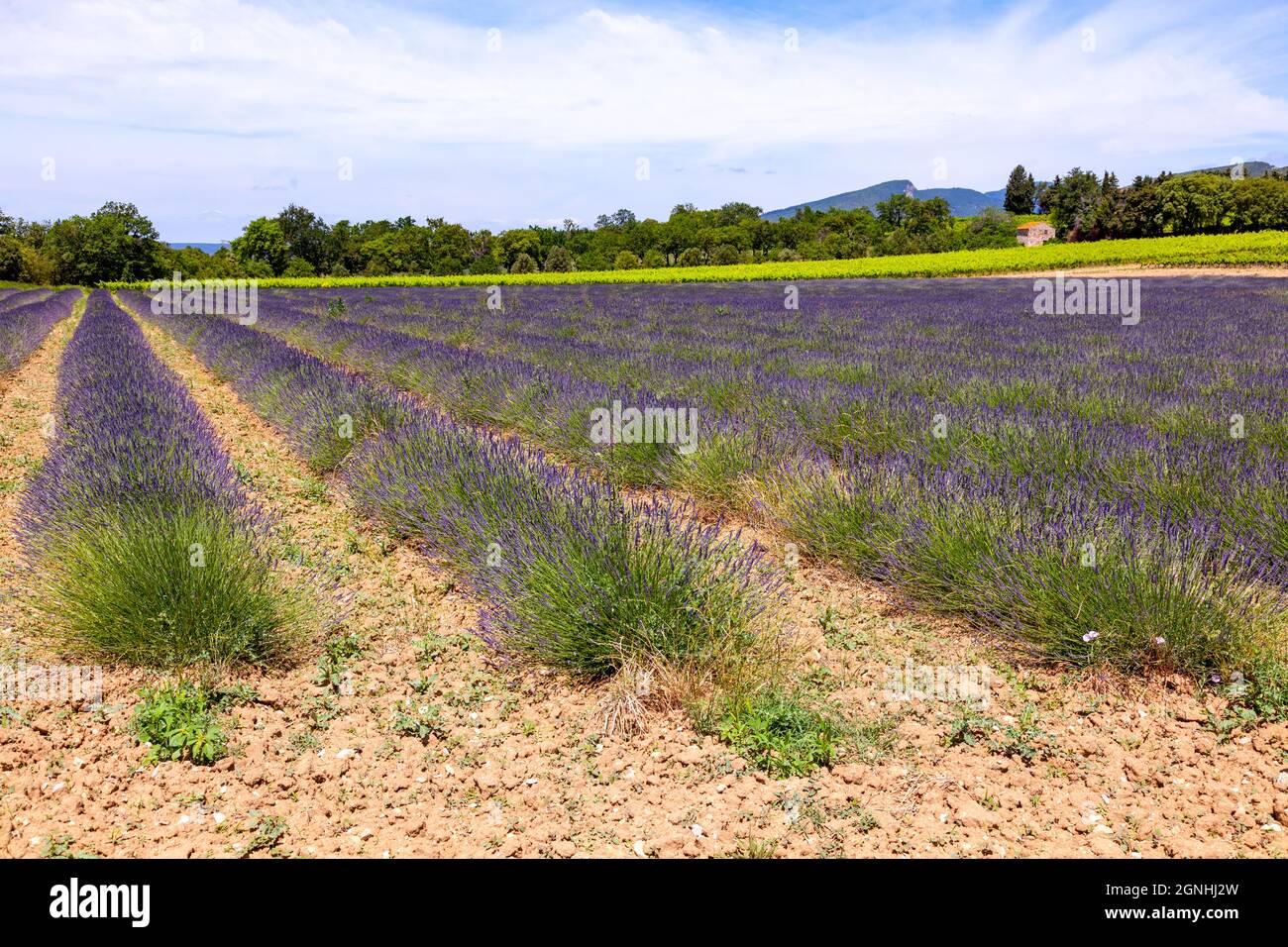 Dried lavander flower sachet bags from Aix en Provence lavender fields