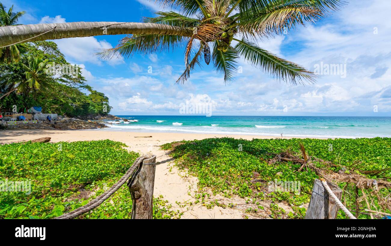 Palm and tropical beach beautiful summer background Stock Photo - Alamy