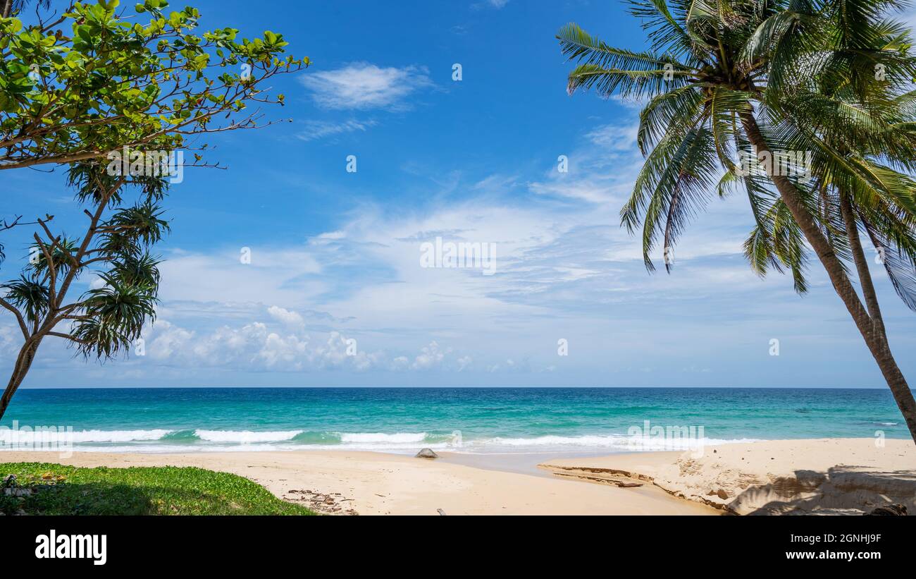 Palm and tropical beach beautiful summer background Stock Photo - Alamy