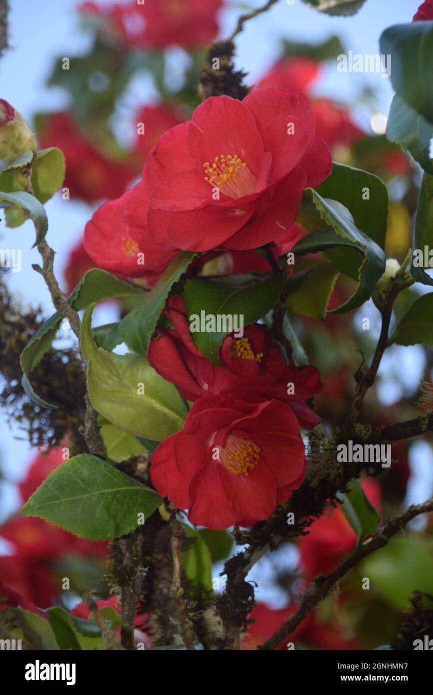 A red camellia growing in a garden in Oregon Stock Photo