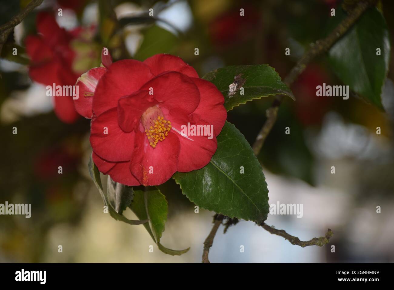 A red camellia growing in a garden in Oregon Stock Photo