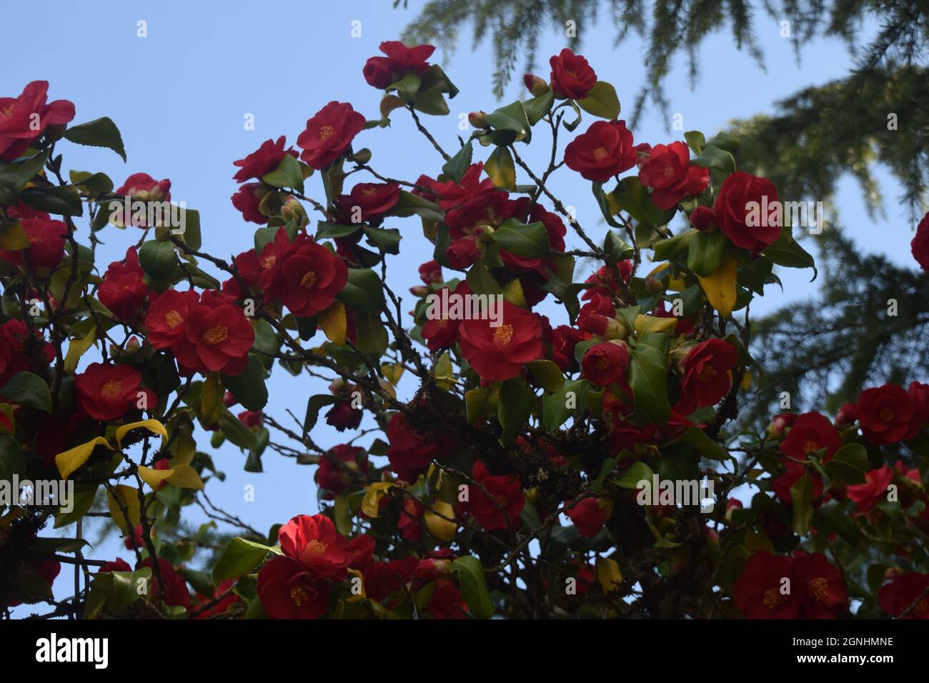 A red camellia growing in a garden in Oregon Stock Photo