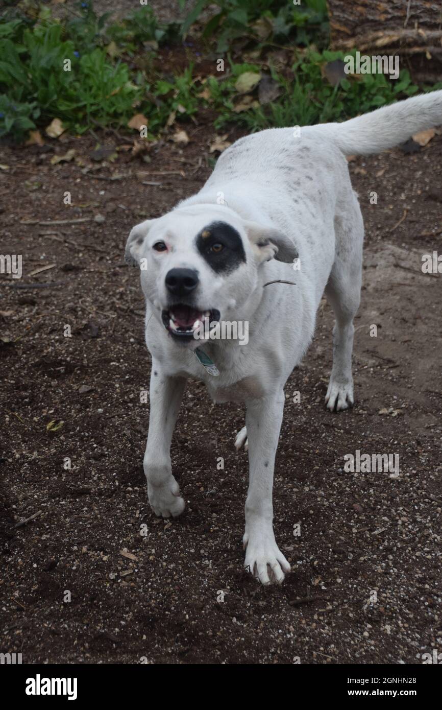 Pitbull heeler hotsell