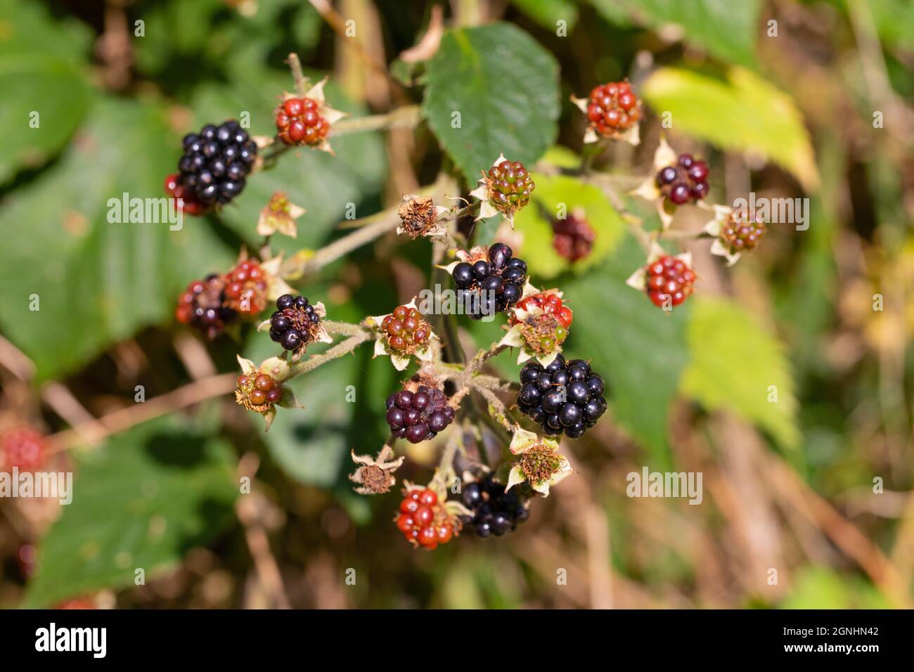Blackberry, Blackberries, ripened and ripening ( Rubus fruticosus ). Bramble fruits in different stages of ripening. Colour attracts attention og frug Stock Photo