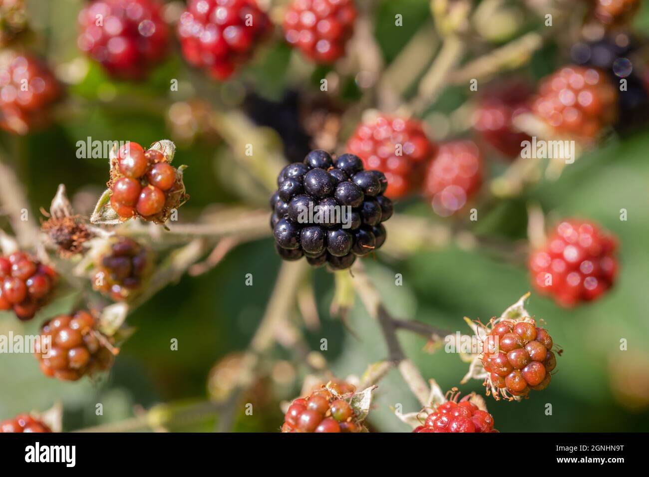 Blackberry, Blackberries, ripened, ripening ( Rubus fruticosus ). Bramble fruits in different stages of ripening. Colour attracts attention of birds. Stock Photo