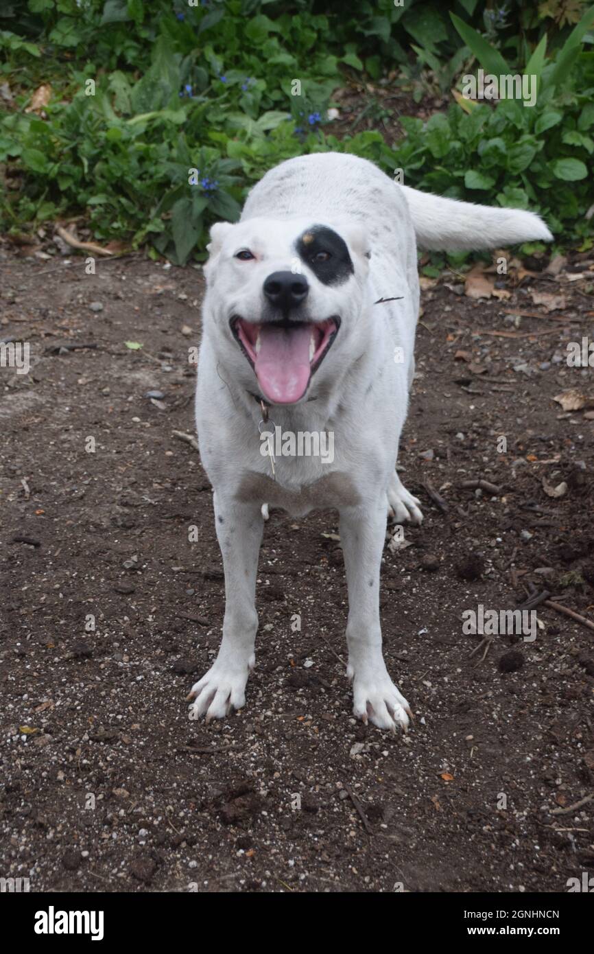 A young pit bull heeler mix plays with an elderly Australian