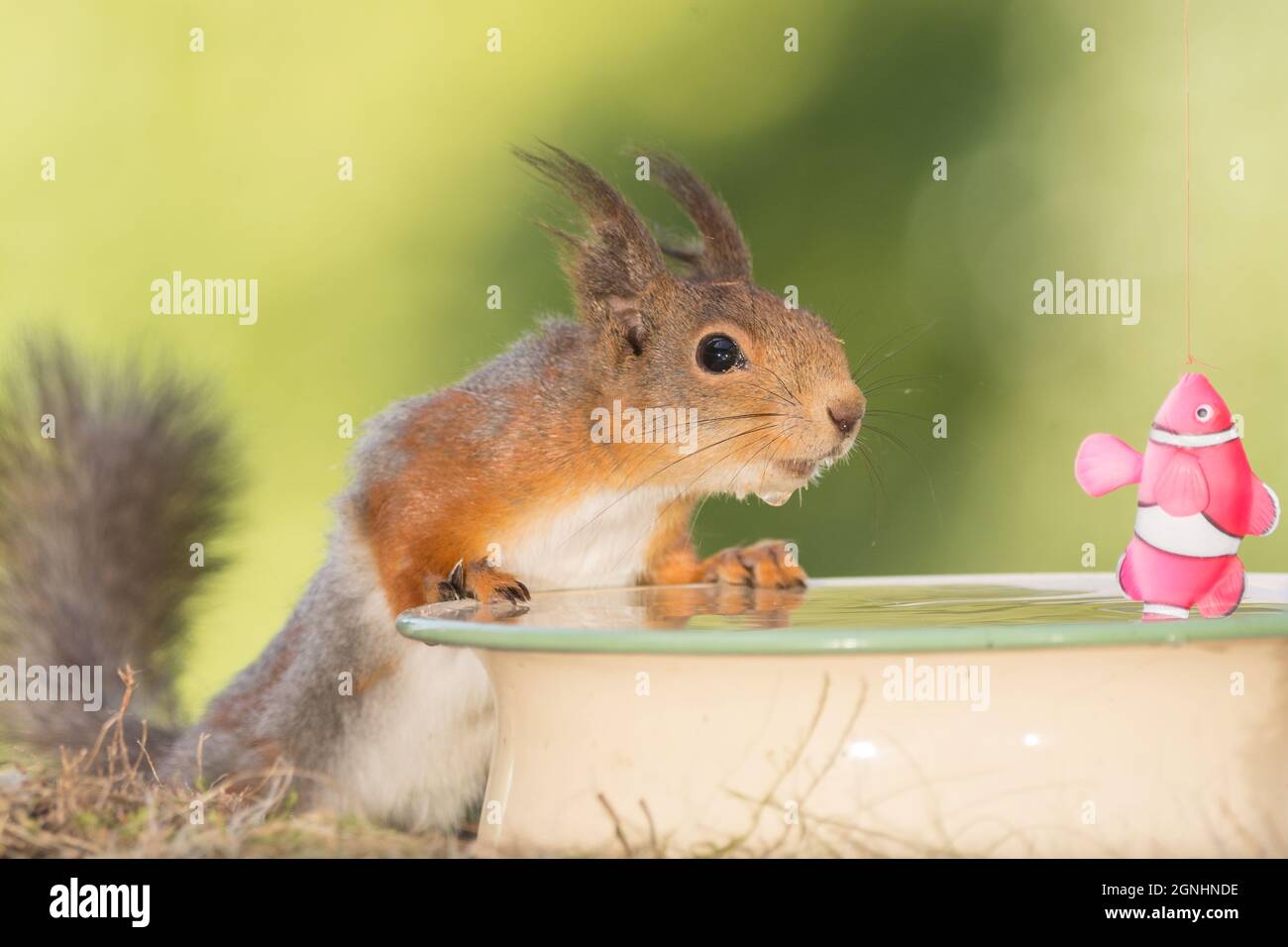 Squirrel Riding A Fish Red squirrel fish hi-res stock photography and images - Alamy