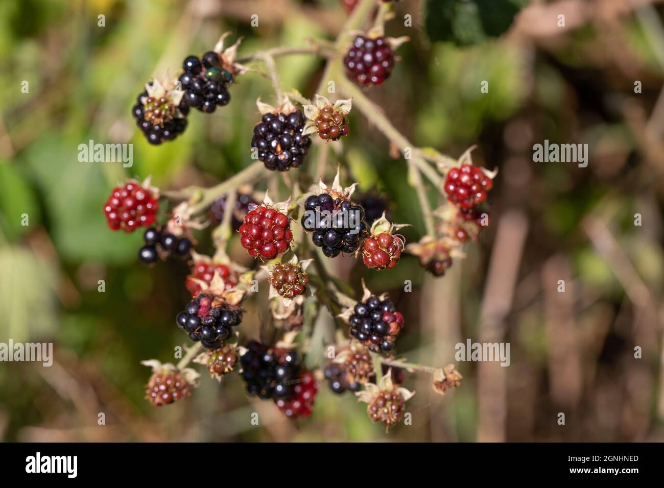 Blackberry, Blackberries, ripened, ripening (Rubus fruticosus). Fruits different stages of ripening. Colour attracts attention of frugivorous birds. Stock Photo