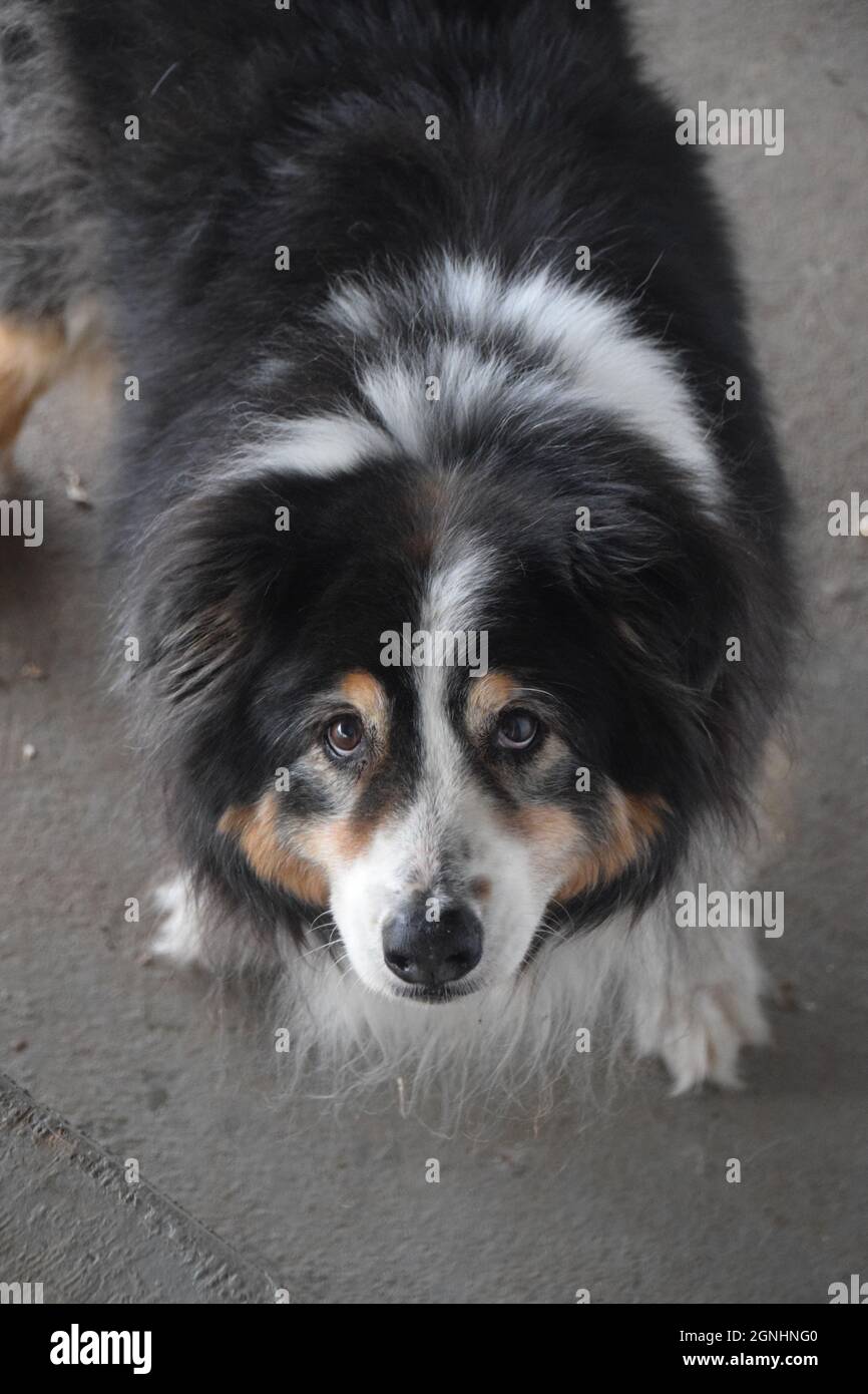 An elderly Australian Shepherd Stock Photo