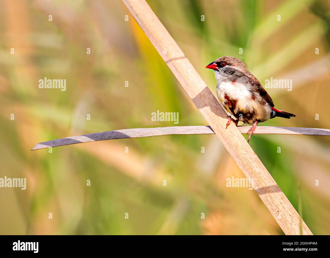 Red avadavat perched on hi-res stock photography and images - Alamy