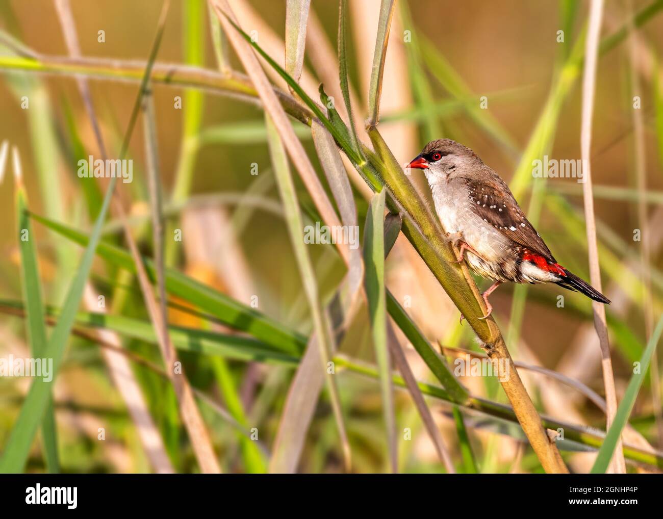 Red avadavat perched on hi-res stock photography and images - Alamy