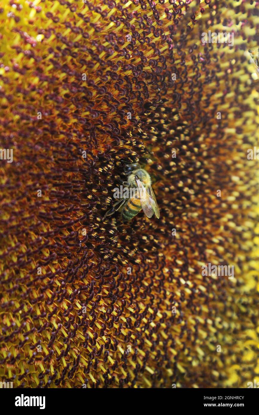 Beautiful shot of a honey bee hi-res stock photography and images - Alamy