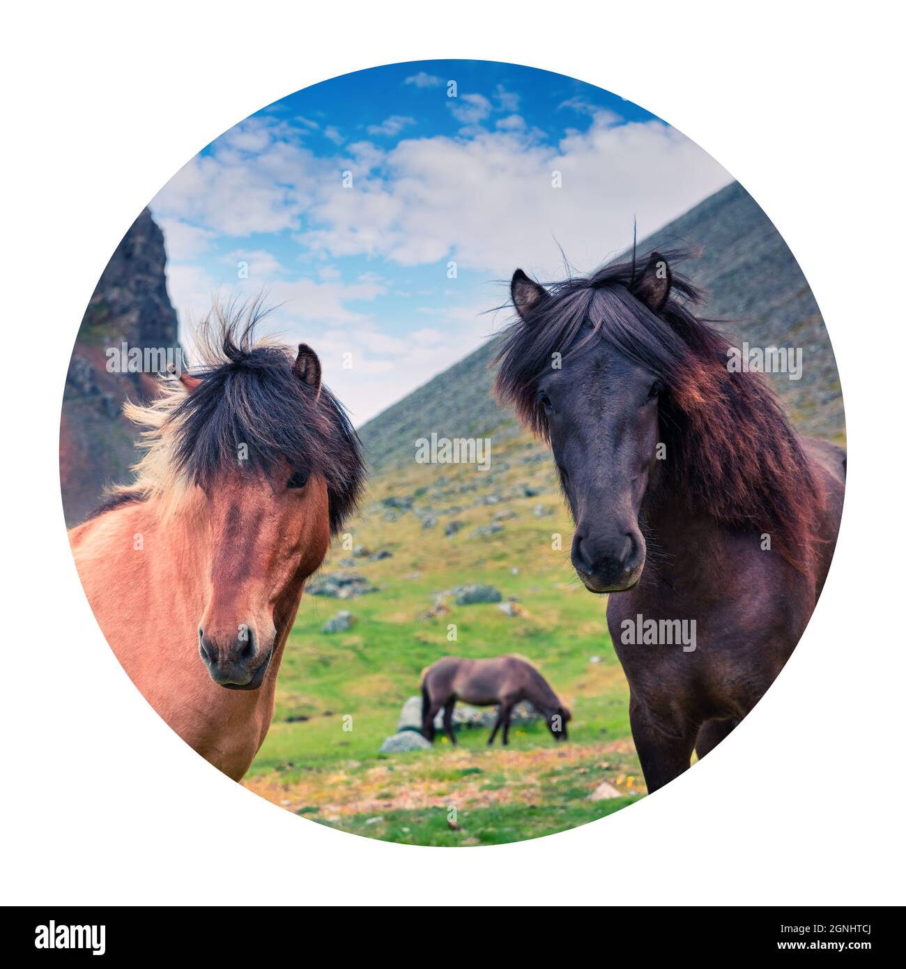 Round icon of horses. Developed from ponies - Icelandic horses. Colorful summer scene of mountain pasture, Stokksnes headland, Iceland, Europe. Photog Stock Photo
