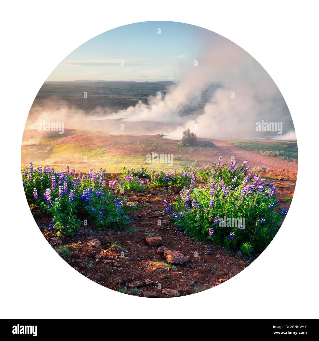 Round icon of nature with landscape. Erupting of the Great Geysir lies in Haukadalur valley on the slopes of Laugarfjall hill. Foggy summer morning in Stock Photo
