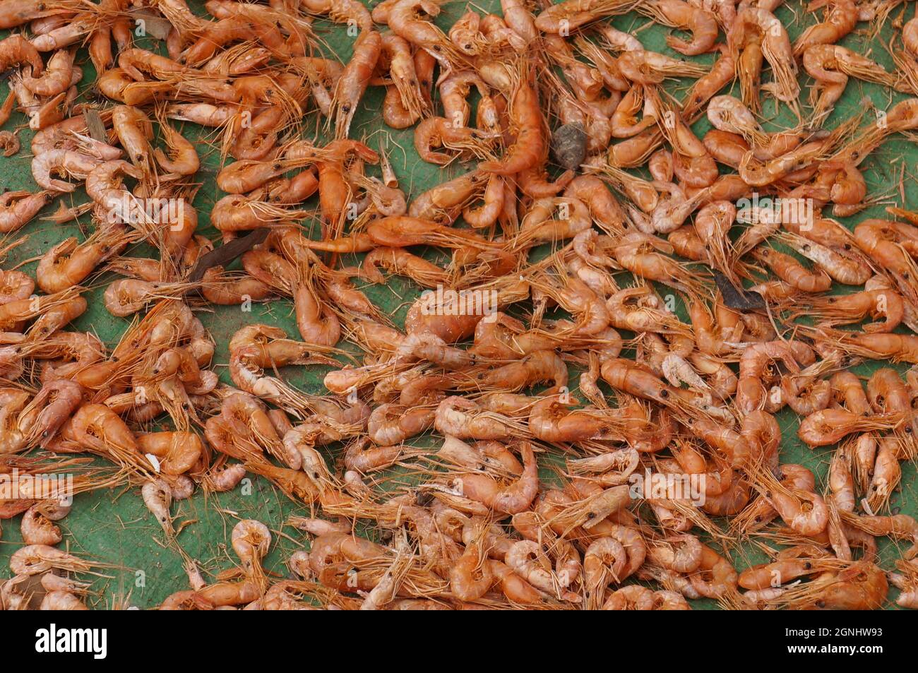 Dried Shrimp at a market in Cambodia Stock Photo Alamy