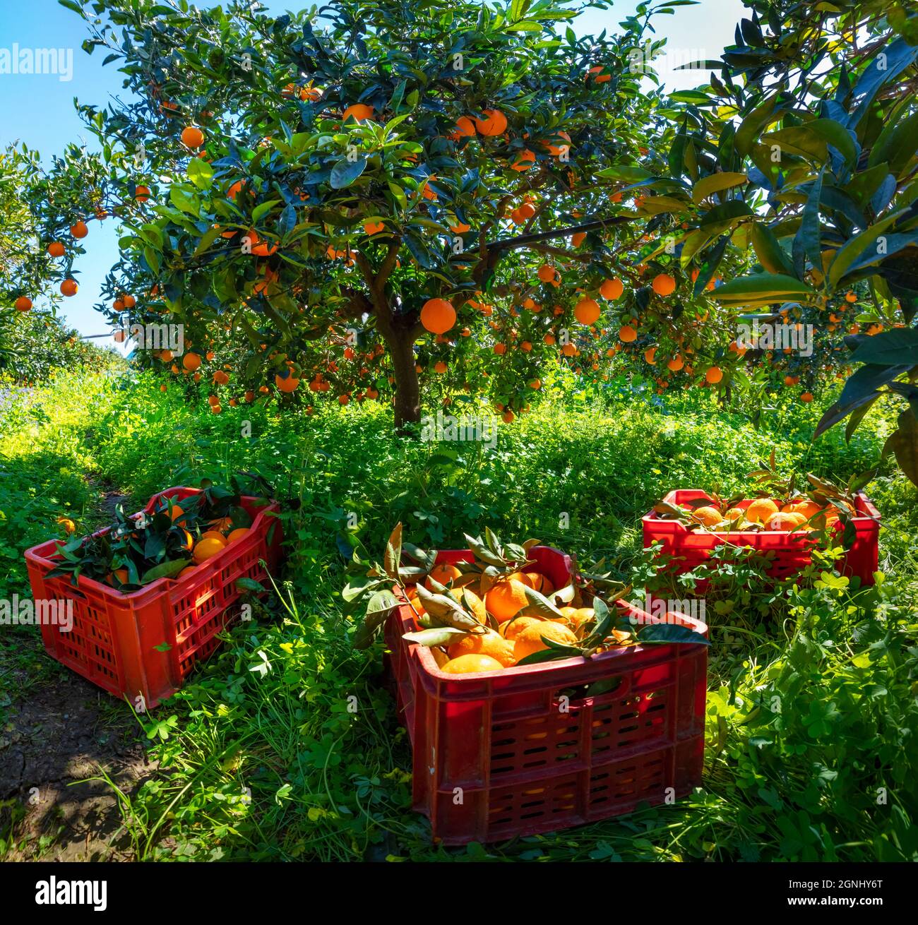 Harvesting oranges in Sicily, Italy. Green spring view of orange garden