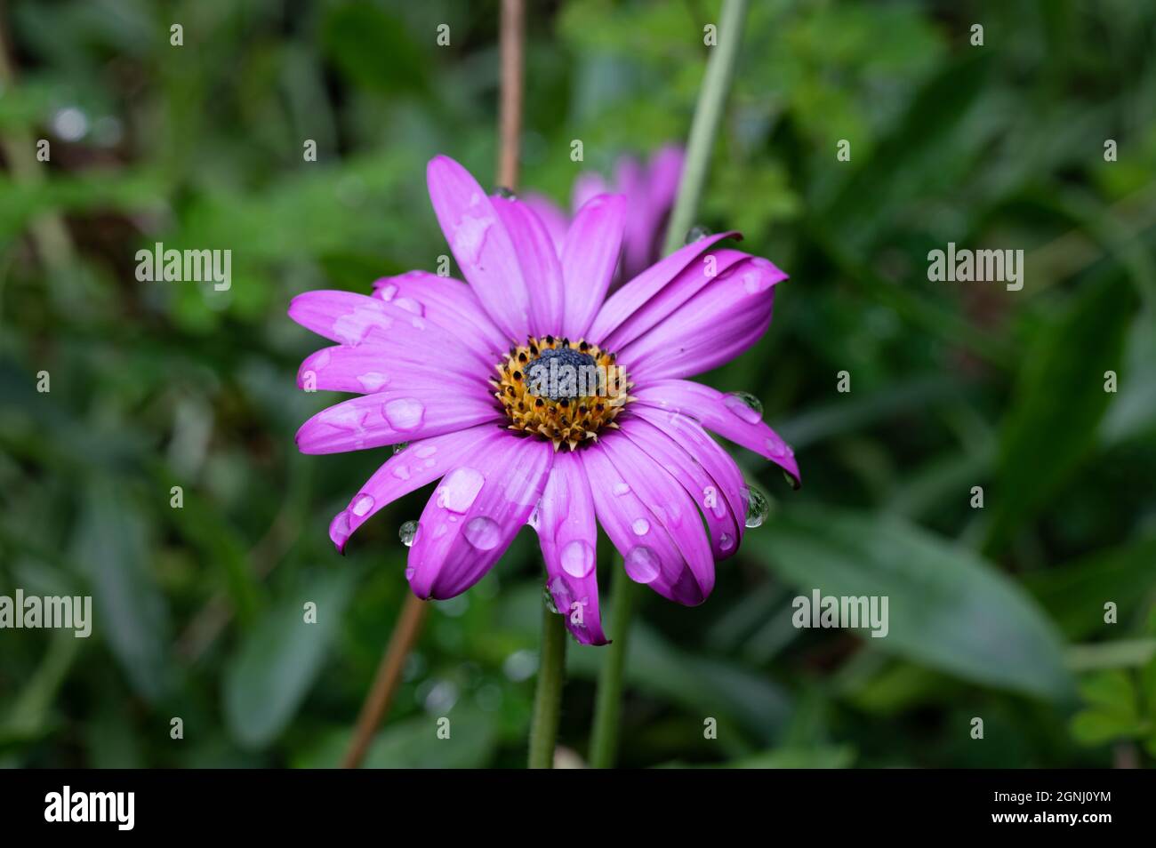 Rain drops on the petals of a purple flower Stock Photo