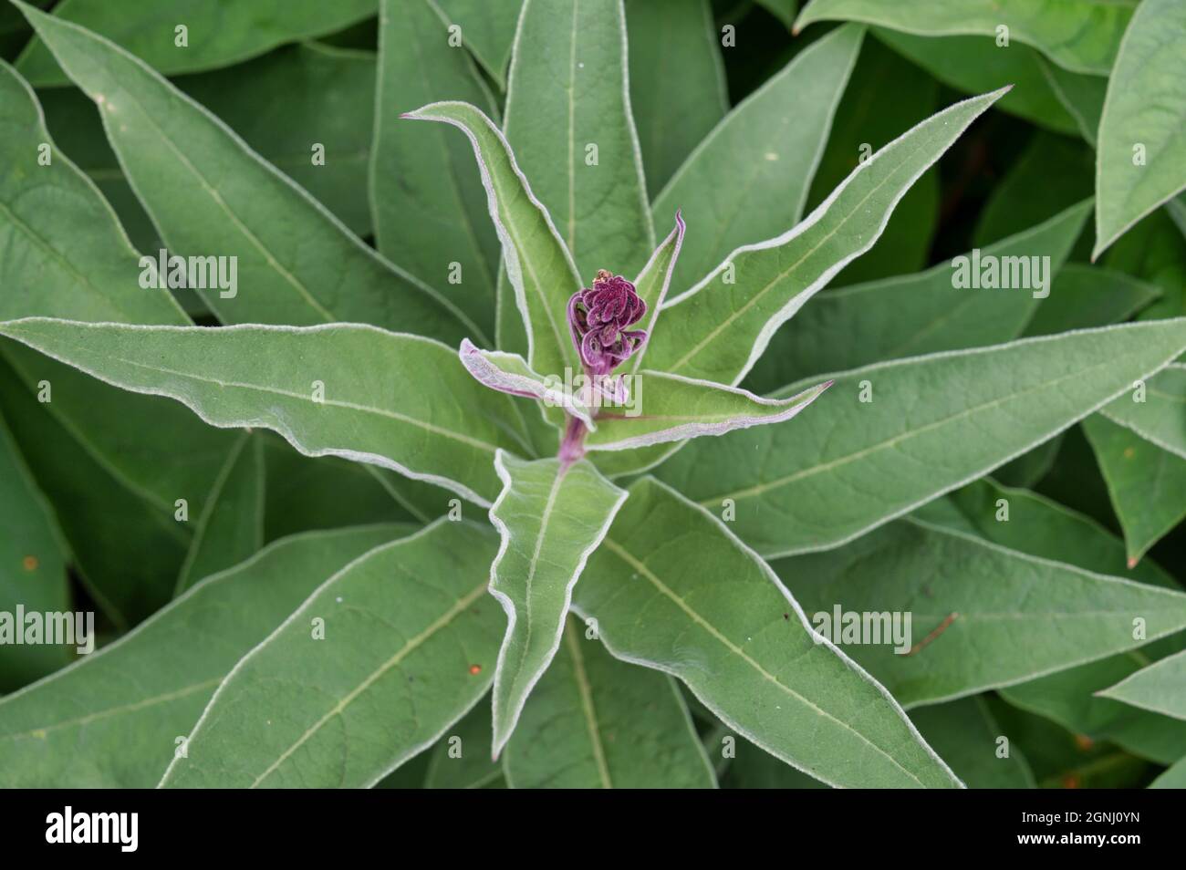 Plant from Chile also known as Devil’s Tobacco Stock Photo