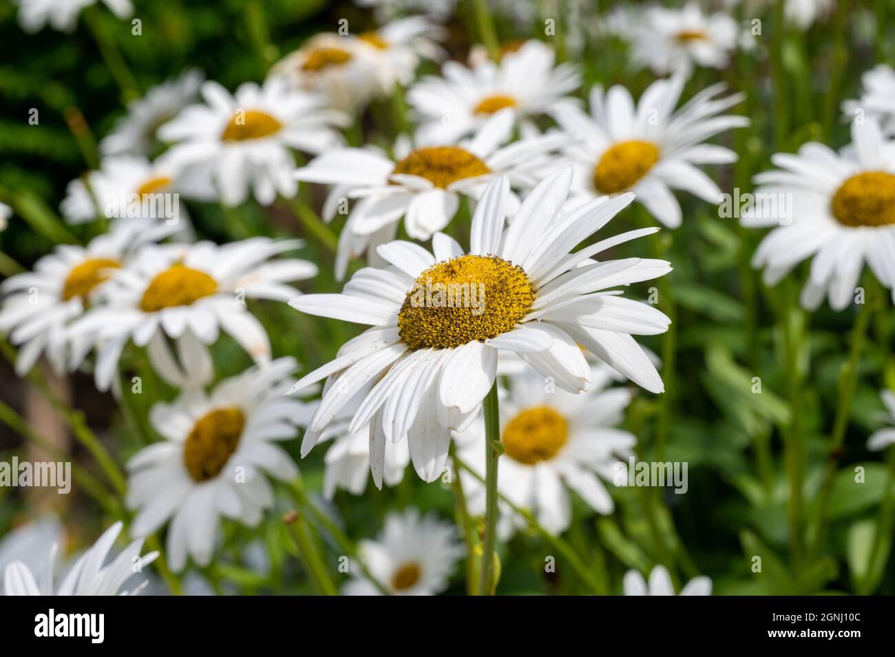 Daisies growing in a garden in Ireland Stock Photo