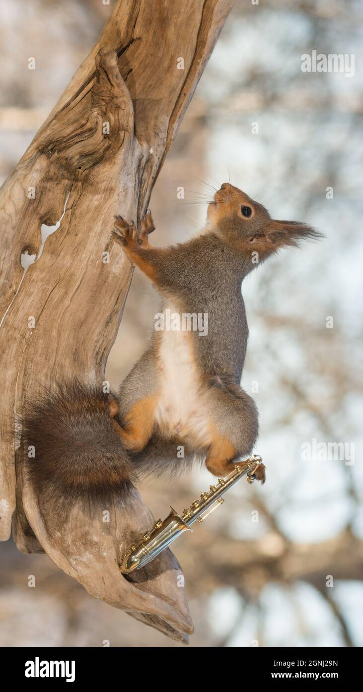 close up of a red squirrel holding a saxophone with back leg Stock Photo