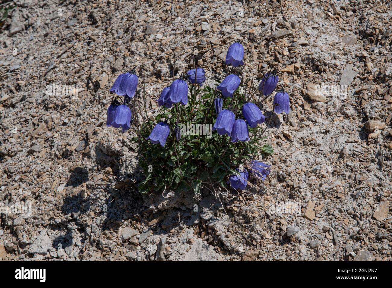 Close-up of a violette flower in the mountains of the Alps in France Stock Photo