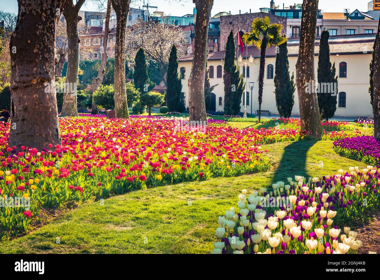 Blooming tulip flowers in the Gulhane (Rosehouse) park, Istanbul ...
