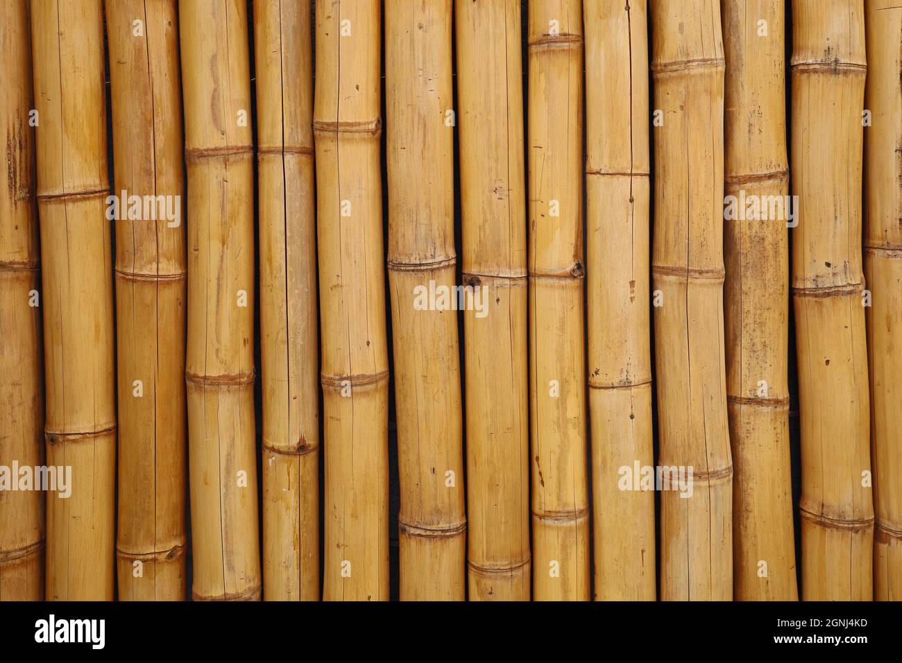 yellow bamboo fence background, vertical bamboo texture Stock Photo