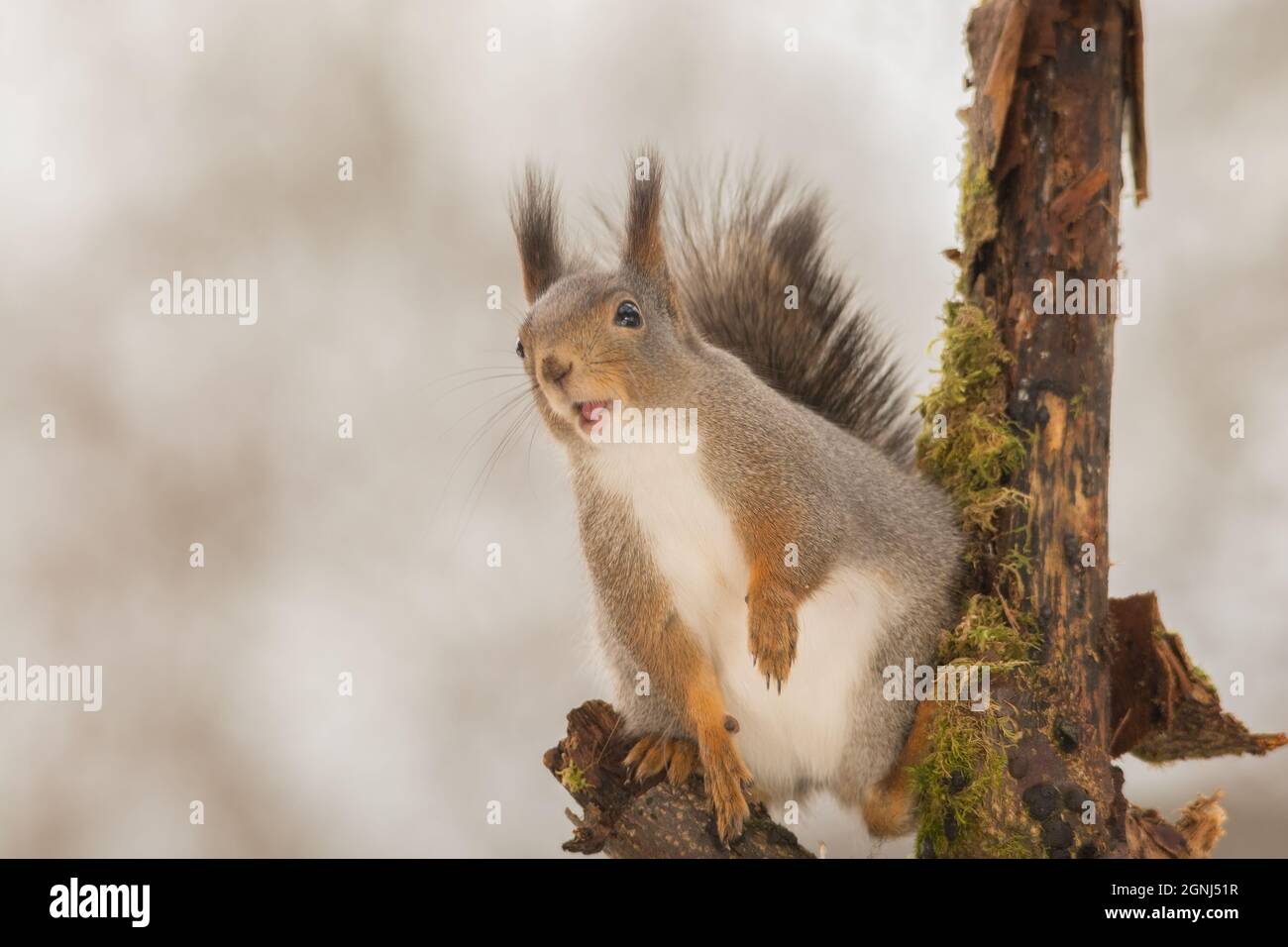 close up of a red squirrels on a tree with open mouth Stock Photo - Alamy