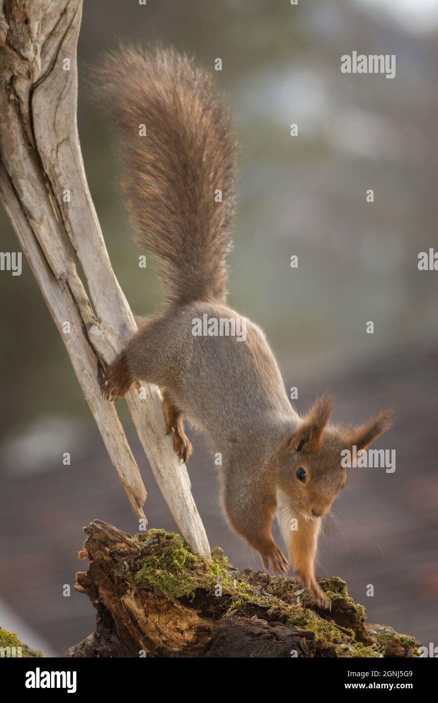 Squirrel jumping from tree tree hires stock photography and images Alamy