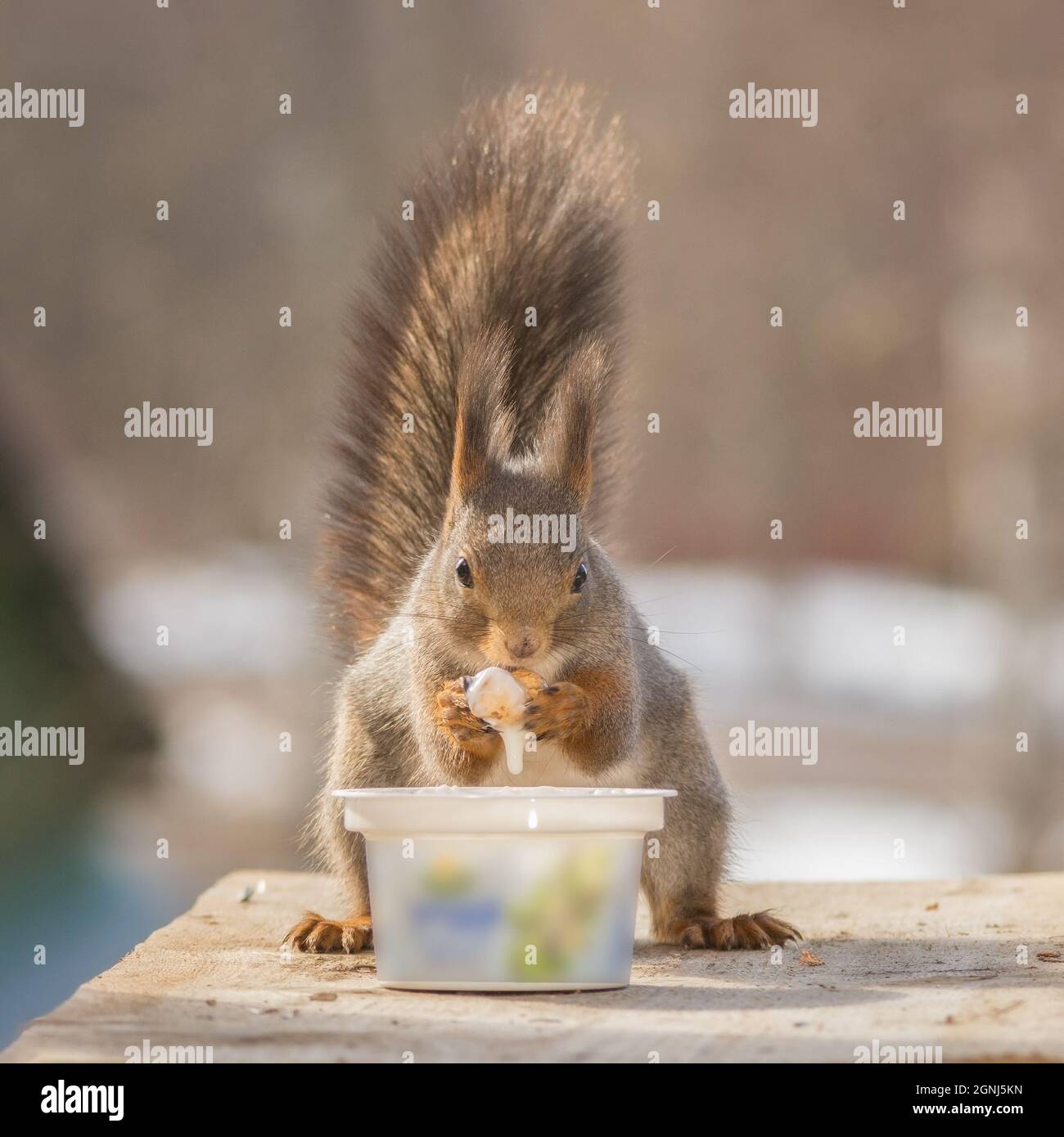 red squirrel standing with a cup of yogurt Stock Photo Alamy