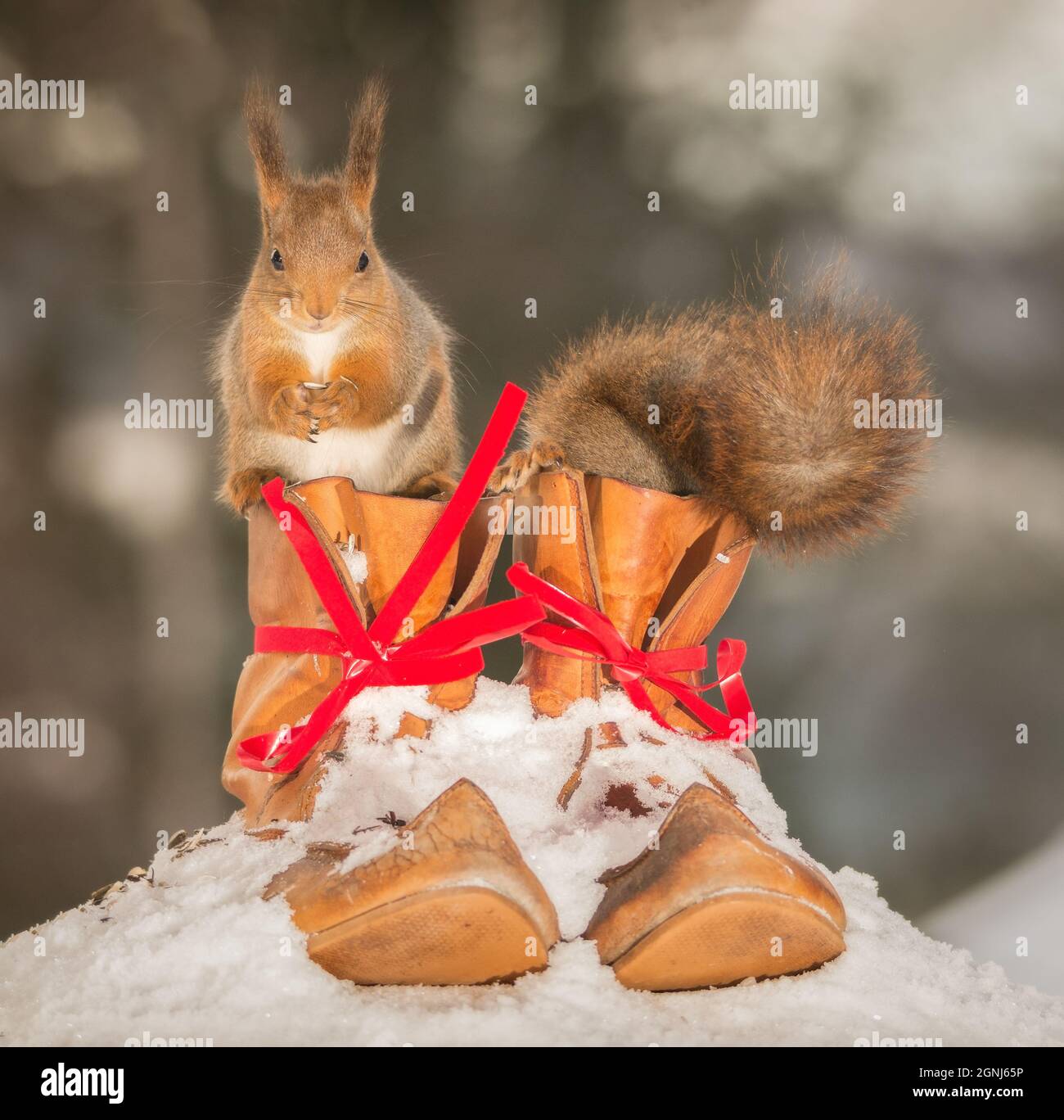 red squirrels with shoes and snow Stock Photo Alamy