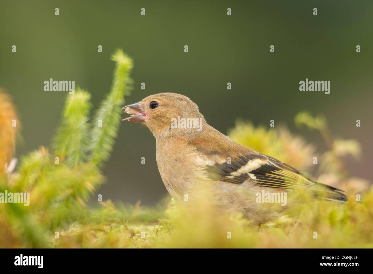 young bullfinch standing between moss Stock Photo - Alamy